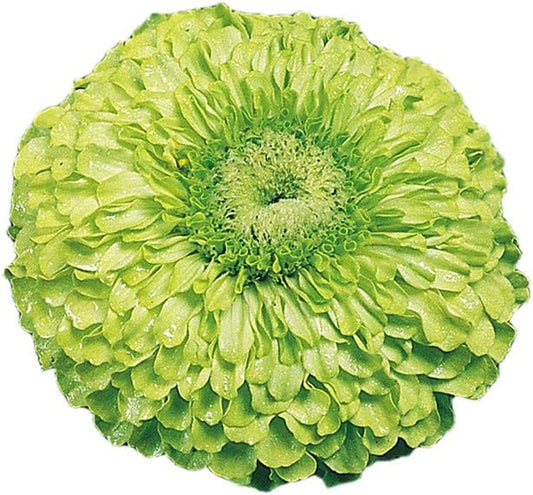 Tequila Lime Zinnia Seeds 50 Seeds