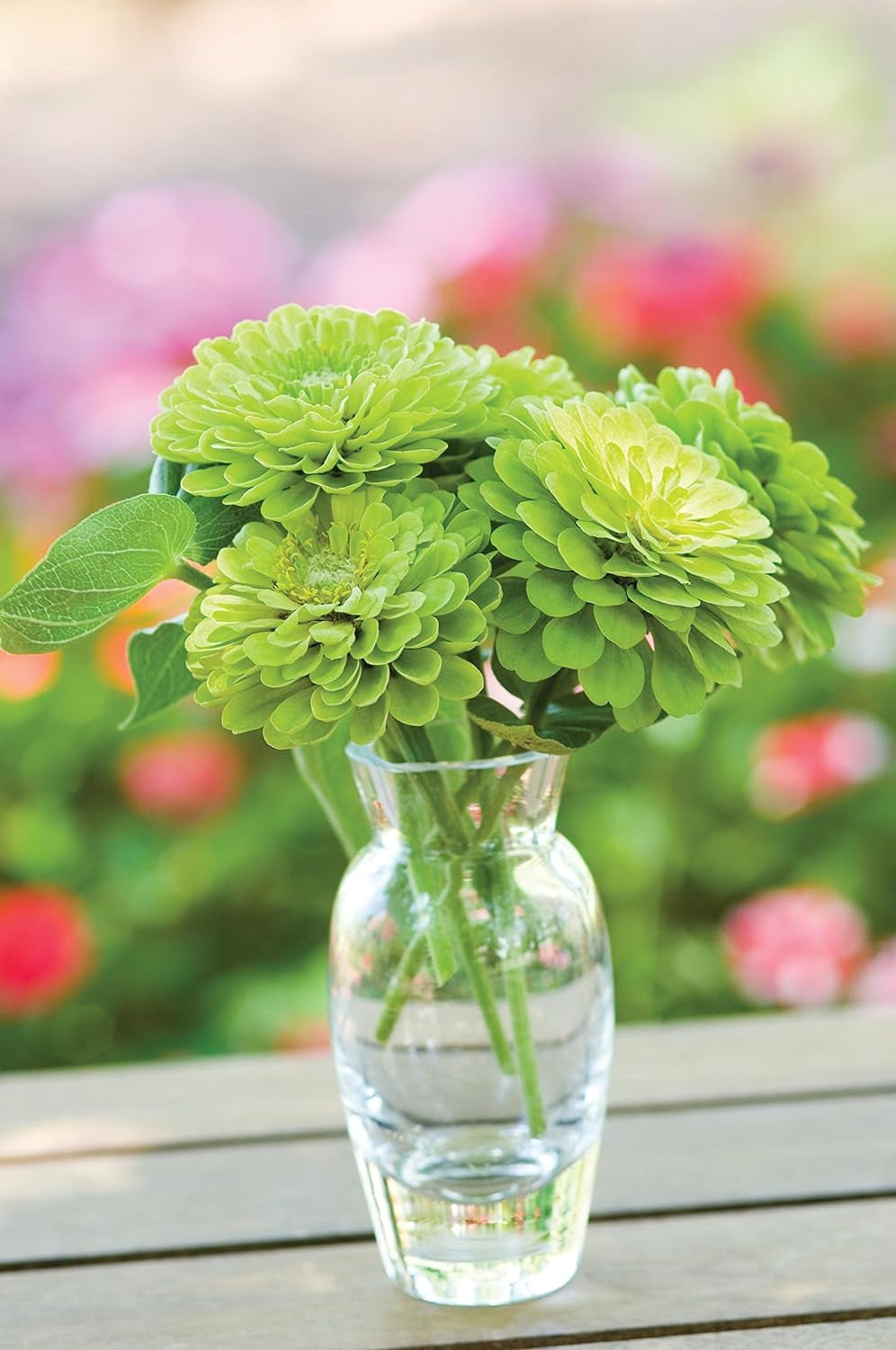 Tequila Lime Zinnia Seeds 50 Seeds