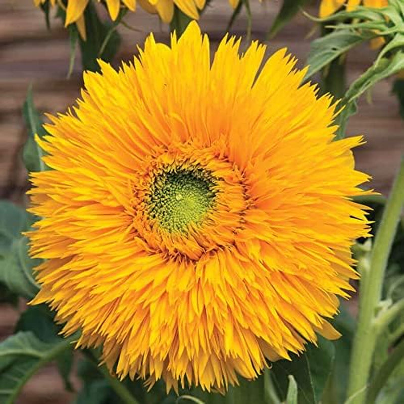 Variety of Sunflower Plant Seeds, Easy to Grow, Perfect for Spring Garden, Double Sunking, Pack of 50