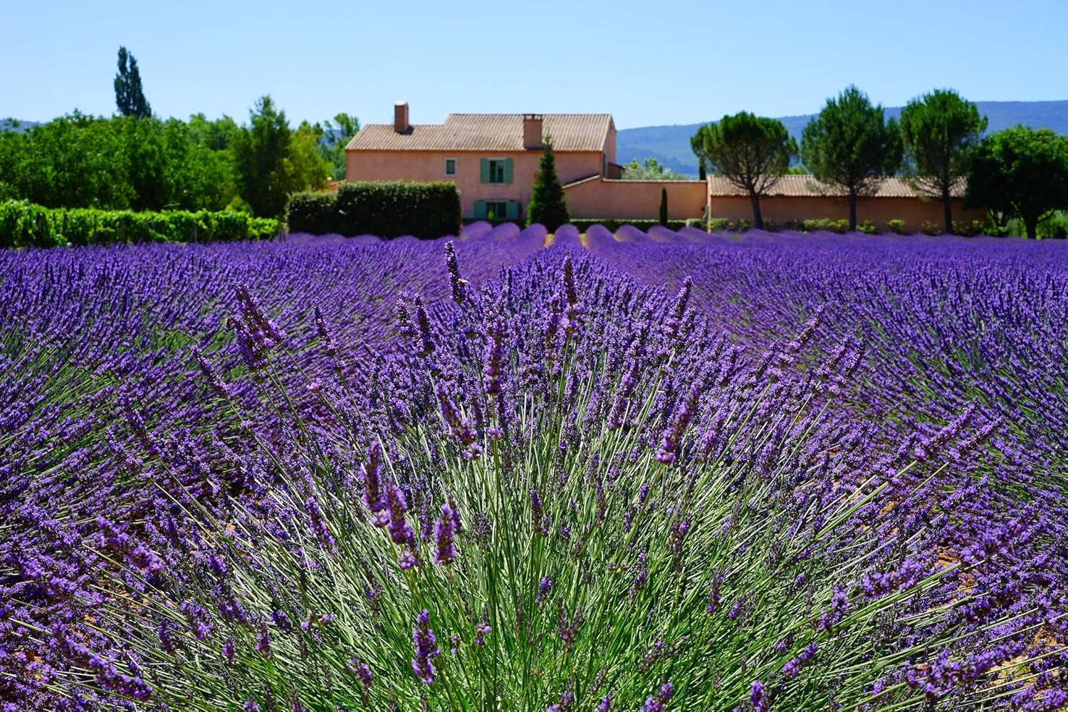 Lavender Vera English Seeds - Lavandula Angustifolia - 7K Seeds, 1/4 Oz - B100