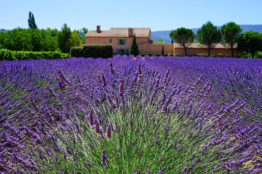 Lavender Vera English Seeds - Lavandula Angustifolia - 7K Seeds, 1/4 Oz - B100