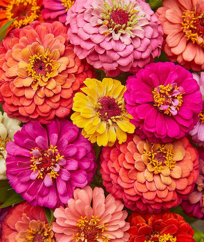 Cut & Come Again Zinnia Seeds 175 Seeds