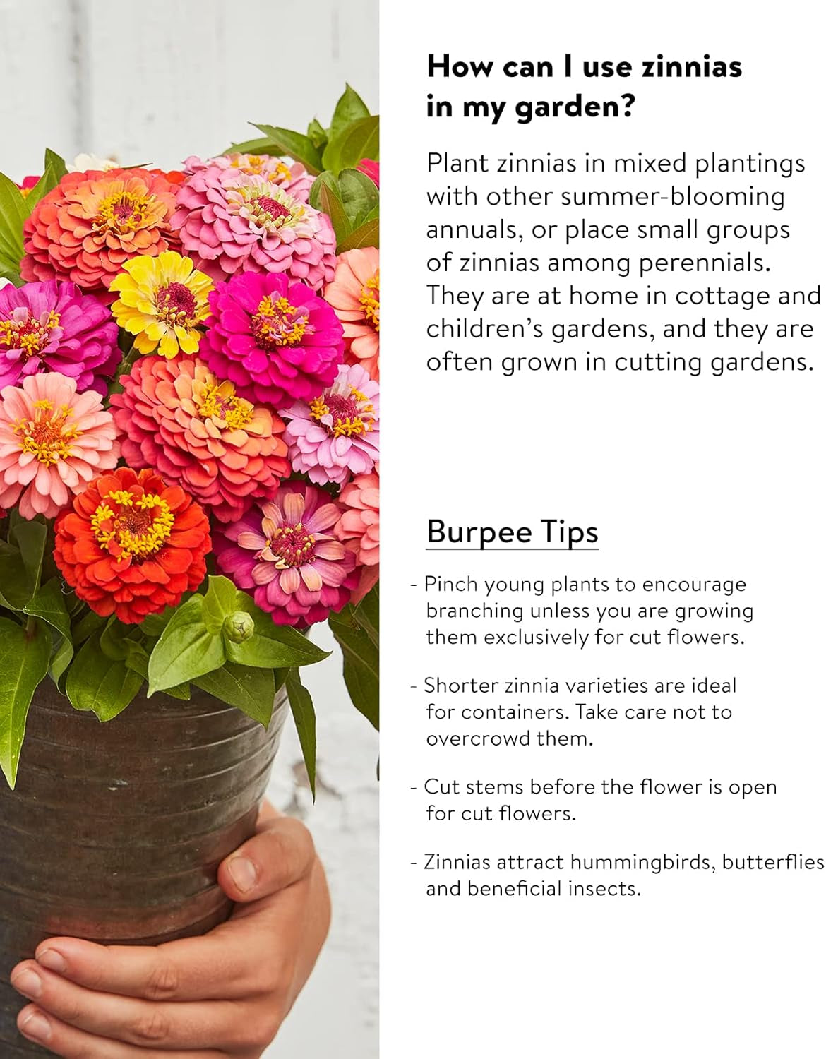 Cut & Come Again Zinnia Seeds 175 Seeds