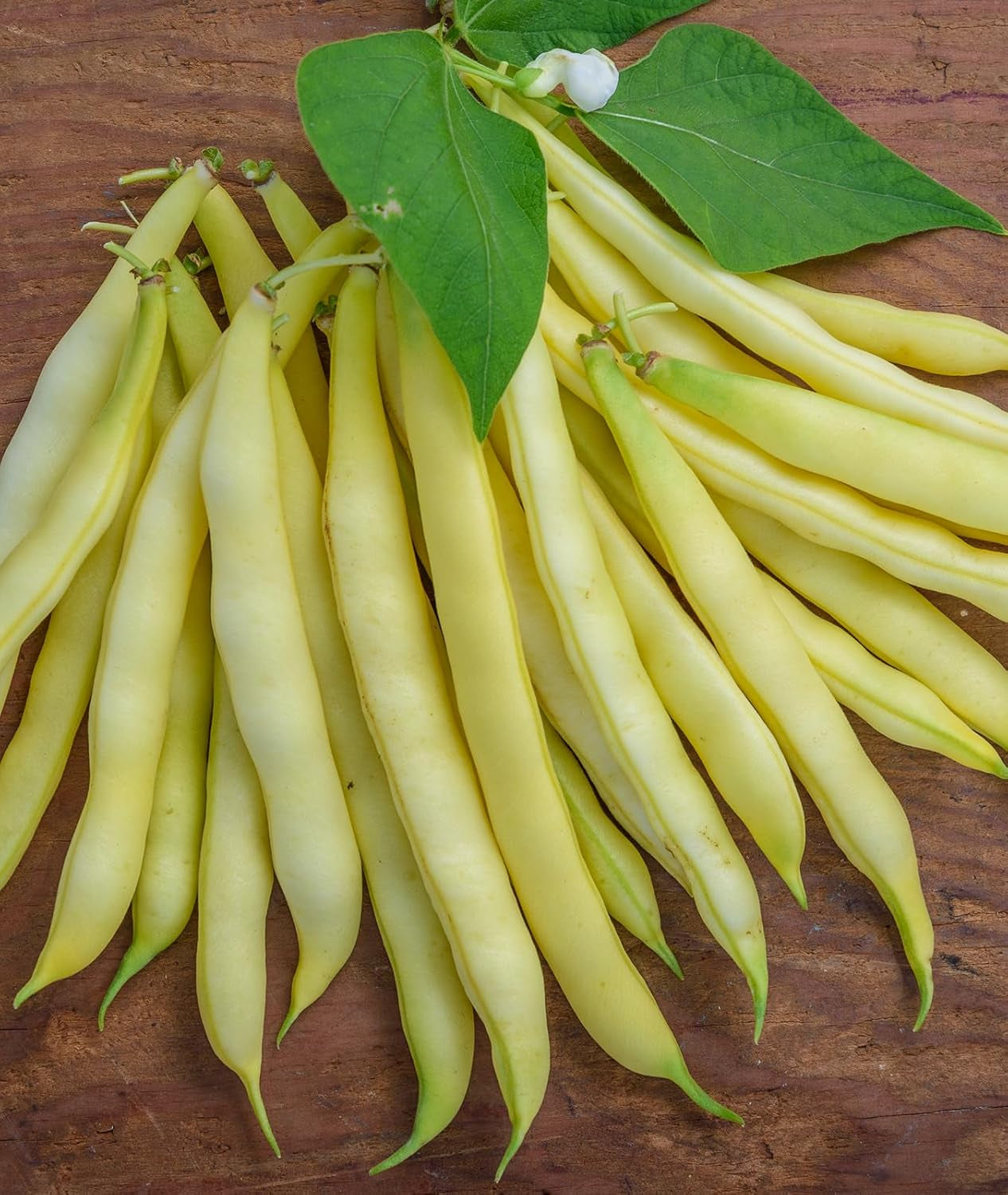 Golden Wax Organic Bush Bean Seeds 1 Ounces of Seed