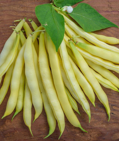 Golden Wax Organic Bush Bean Seeds 1 Ounces of Seed