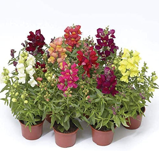 Snap Dragon Flower Plant Seeds, Easy to Grow, Perfect for Spring Garden, Snaptini Mix Dwarf, Pack of 100