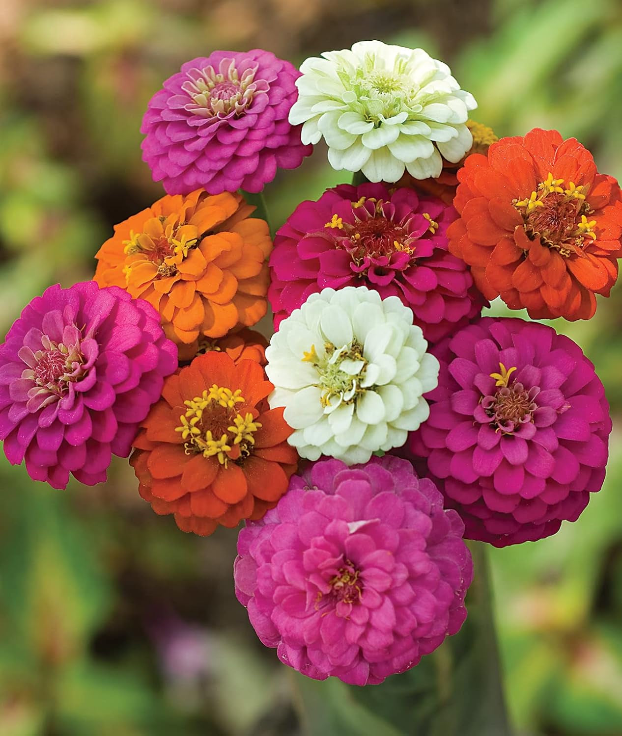 Cut & Come Again Zinnia Seeds 175 Seeds