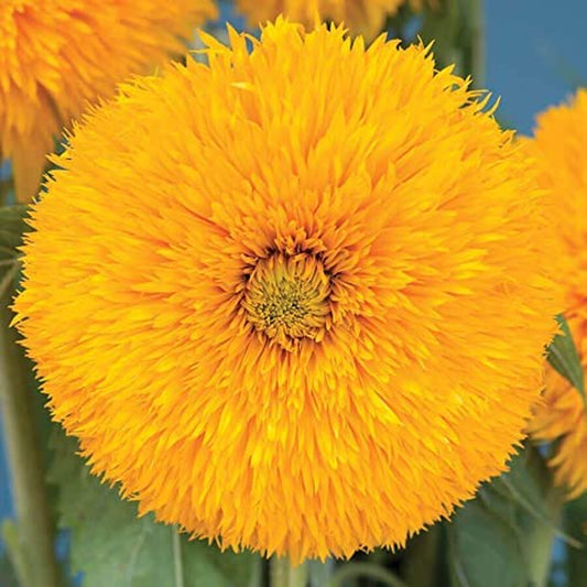 Variety of Sunflower Plant Seeds, Easy to Grow, Perfect for Spring Garden, Double Sunking, Pack of 50